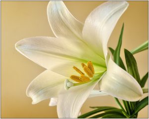 Easter Flowers to the Glory of God
